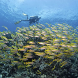 ReefQuest Great Barrier Reef Cert Dive Day Trip