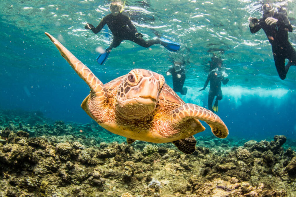 Outer Barrier Reef Snorkel Tour with Turtle