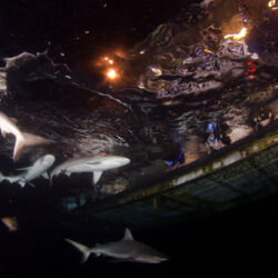 Sharks in the Dark experience OceanQuest