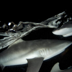 Sharks in the dark Night Dive