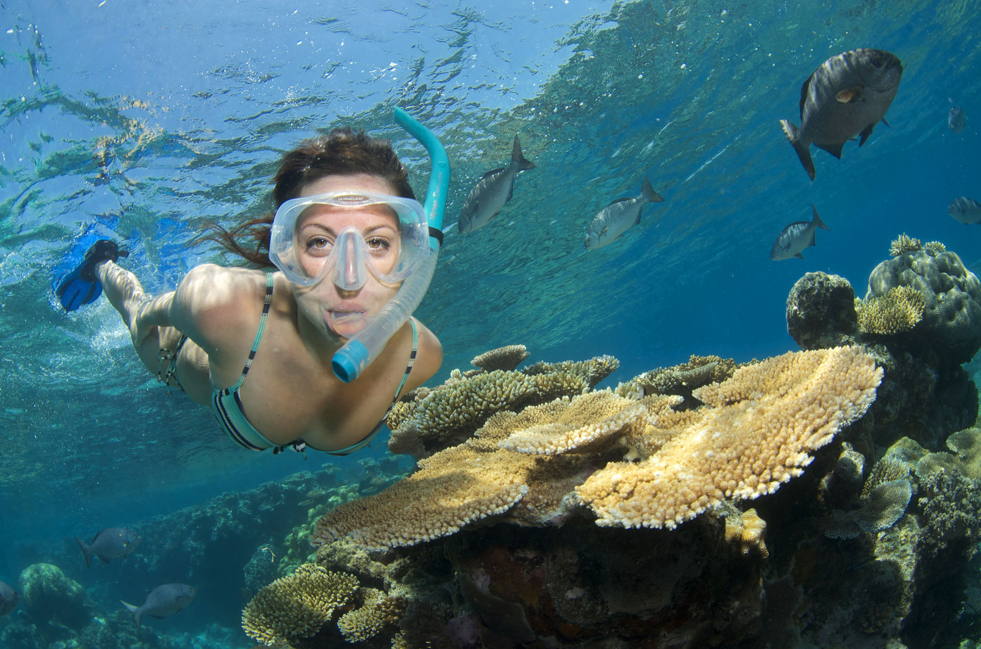 Snorkel Day Trip to Great Barrier Reef from Port Douglas Divers Den