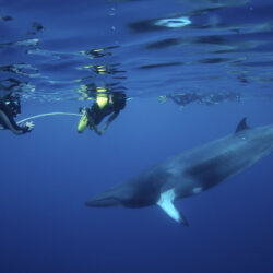 Minke Whale Expeditions from Cairns