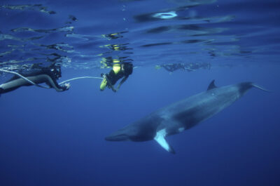 Minke Whale Expeditions from Cairns