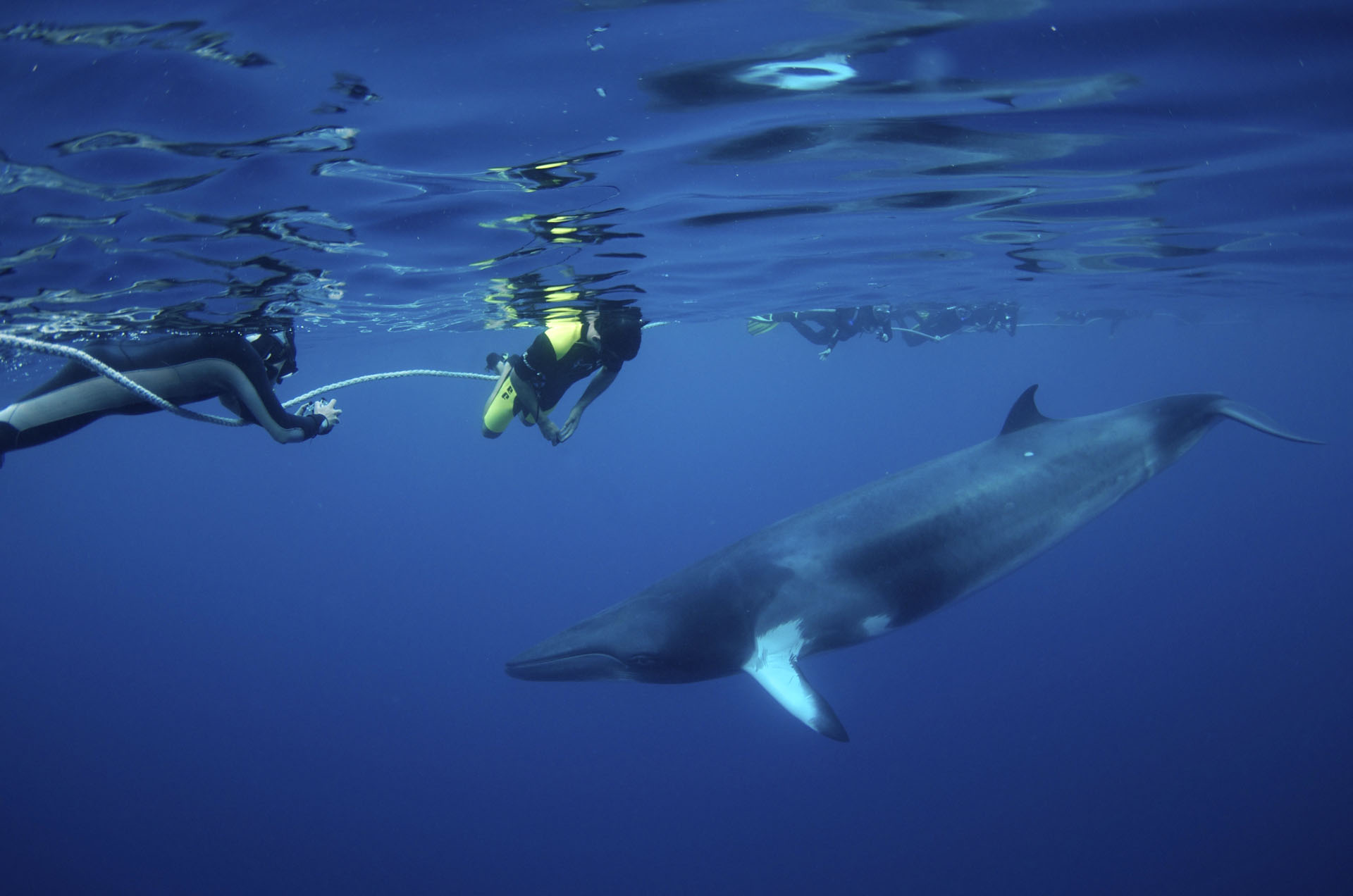 Minke Whale Expeditions From Cairns Divers Den