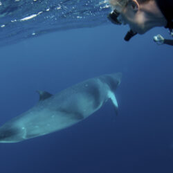 Snorkel with Minke whales Cairns