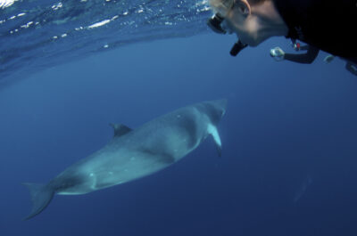 Snorkel with Minke whales Cairns
