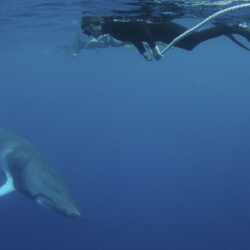 Snorkel with Minke whales Great Barrier Reef