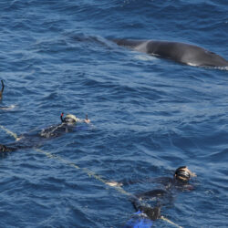 Snorkellers with Minke whales