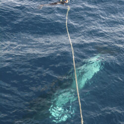 Snorkelling with Minke whales