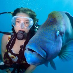 Cairns Scuba Diving on the Great Barrier Reef