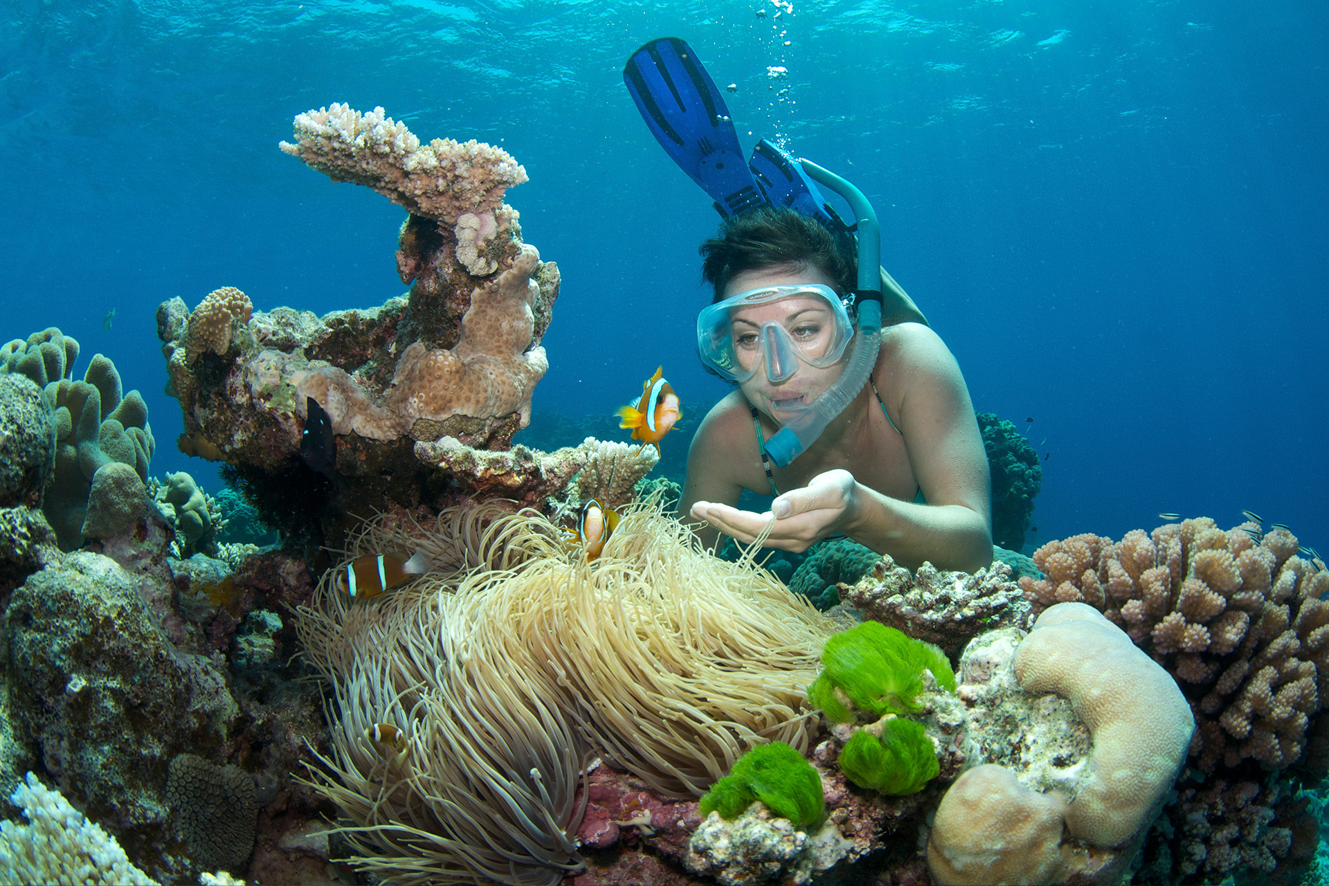 Outer Reef Snorkel Day Trip From Cairns Divers Den 