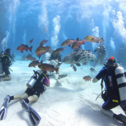 Divers Den Cairns Dive School