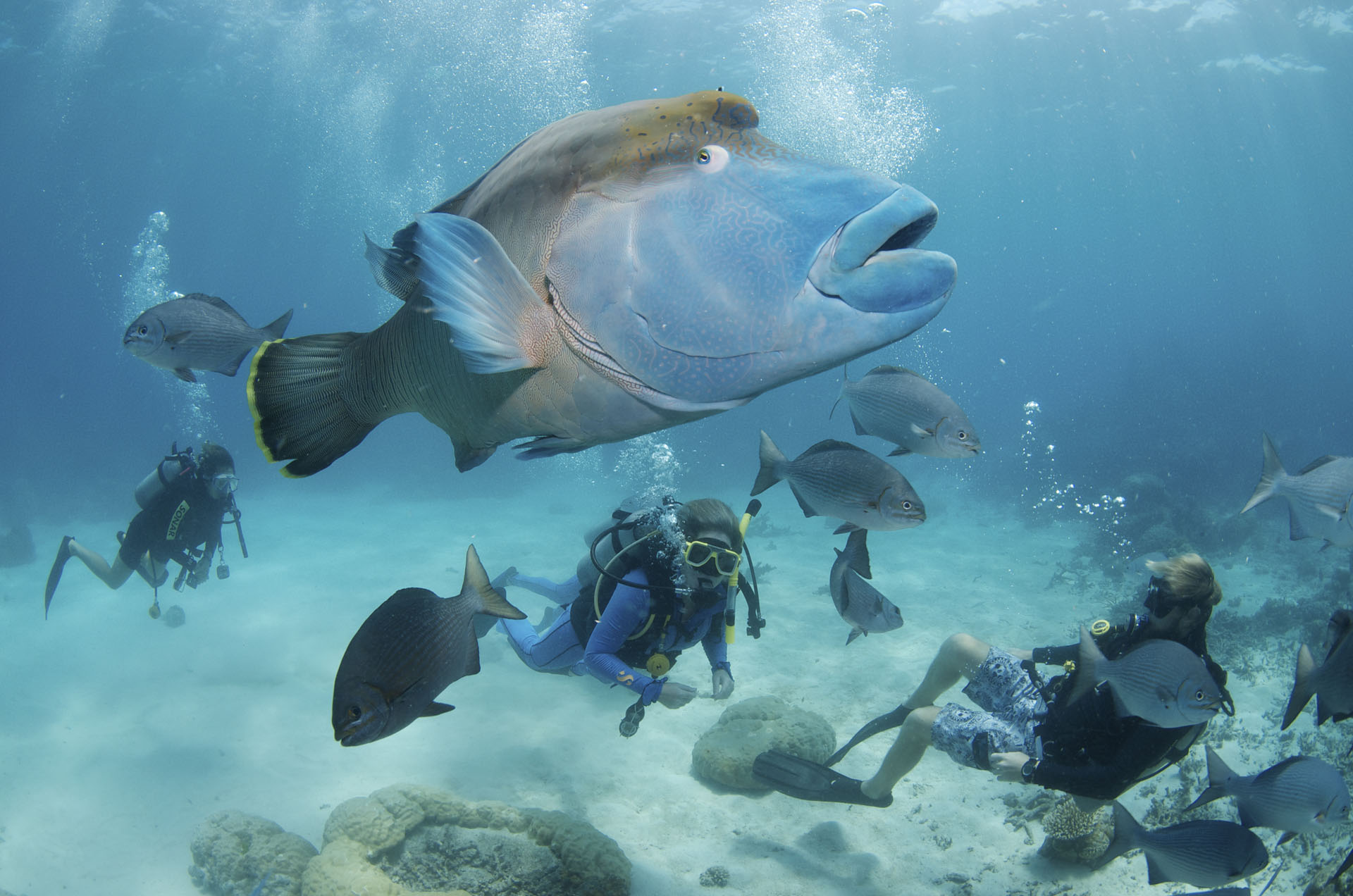 Great Barrier Reef Cruises Day Trips & Overnight