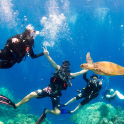 Great Barrier Reef Cruises Divers Den