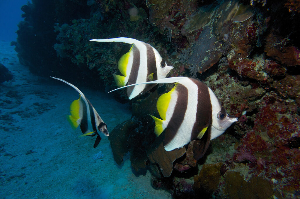 Great Barrier Reef Marine Wildlife Guide - Divers Den