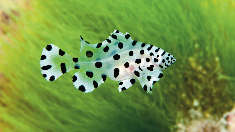 Great Barrier Reef Marine Wildlife Guide - Divers Den