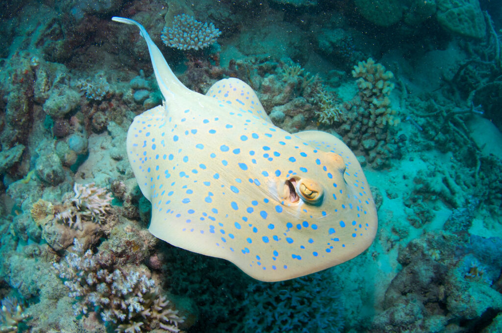 Blue Spotted Fantail Ray, Great Barrier Reef