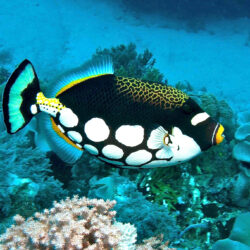 Clown Triggerfish, Great Barrier Reef