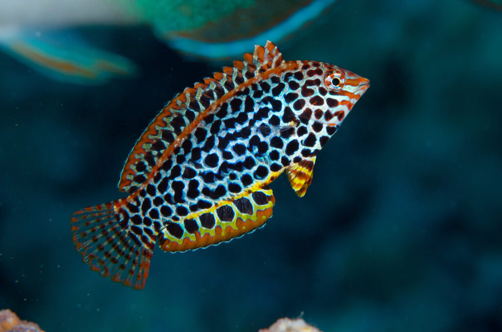 Leopard Wrasse, Great Barrier Reef