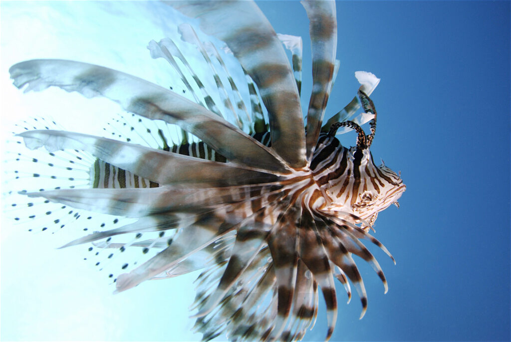 Great Barrier Reef Lionfish