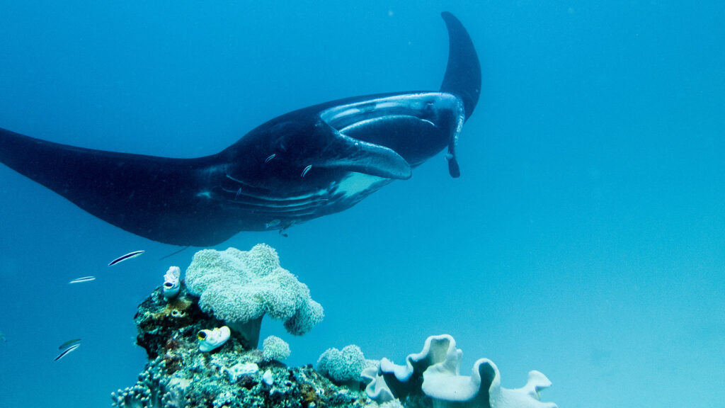 Manta Ray, Great Barrier Reef