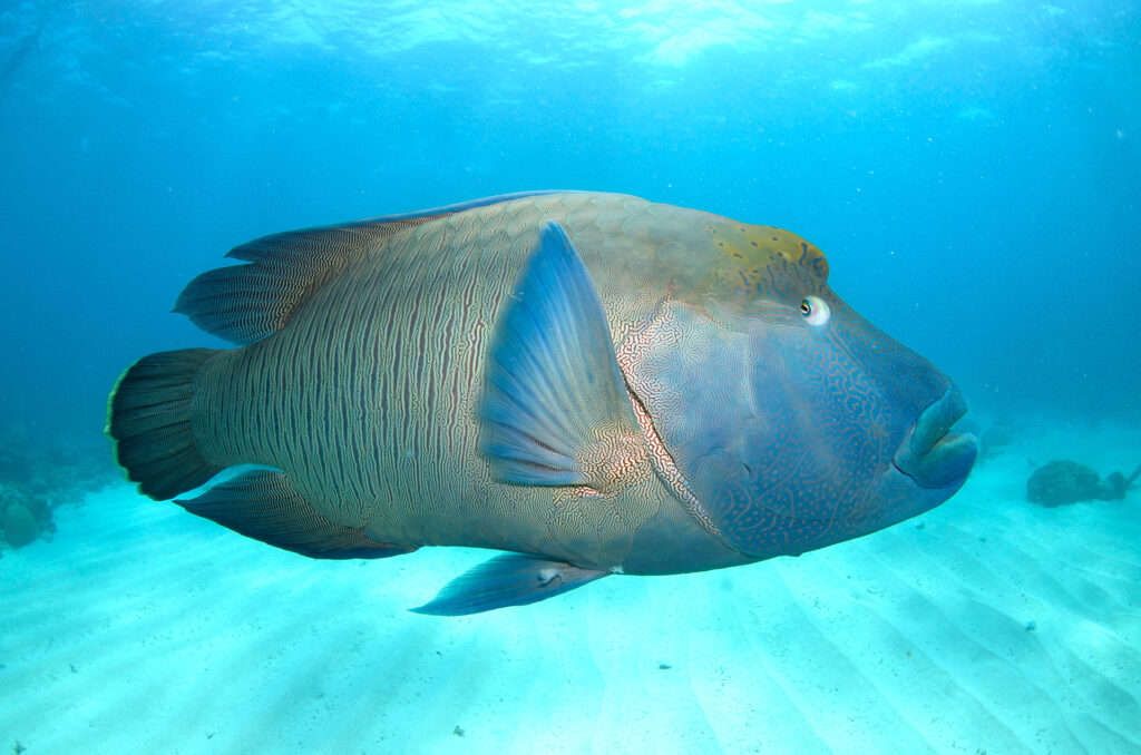 Maori Wrasse, Great Barrier Reef