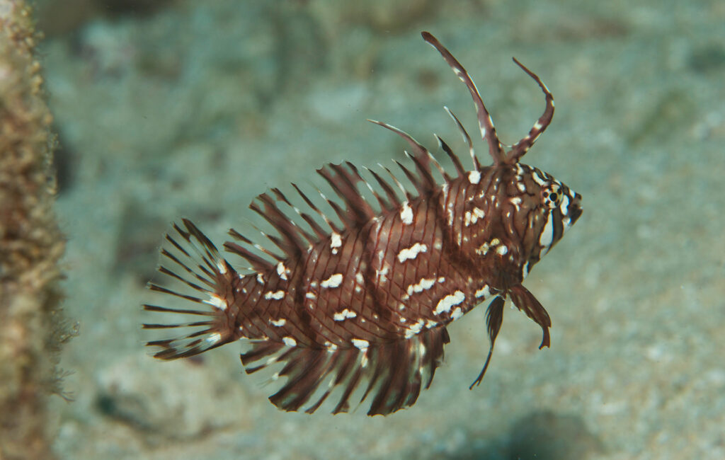Rockmover Wrasse, Great Barrier Reef