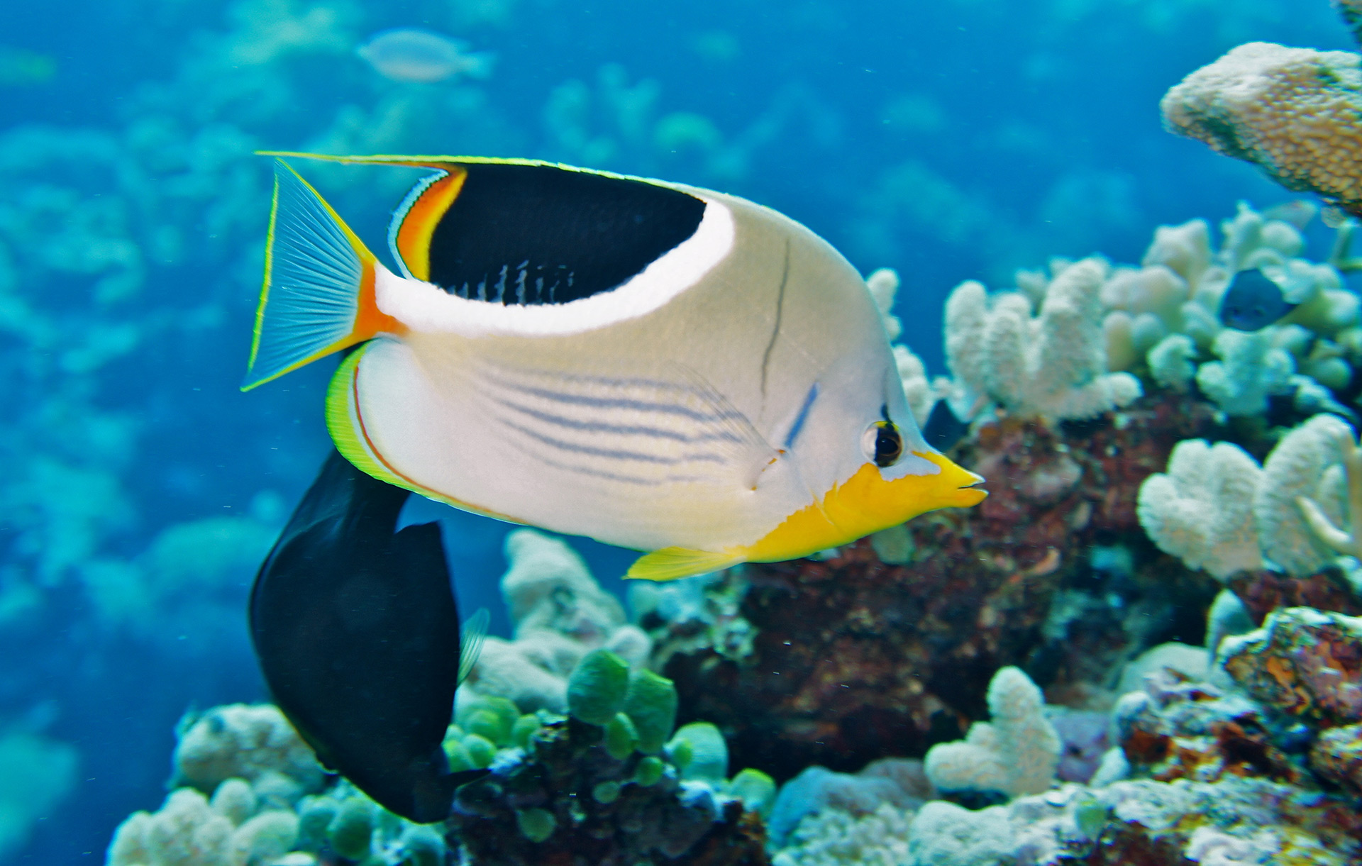 Great Barrier Reef Marine Wildlife Guide Divers Den