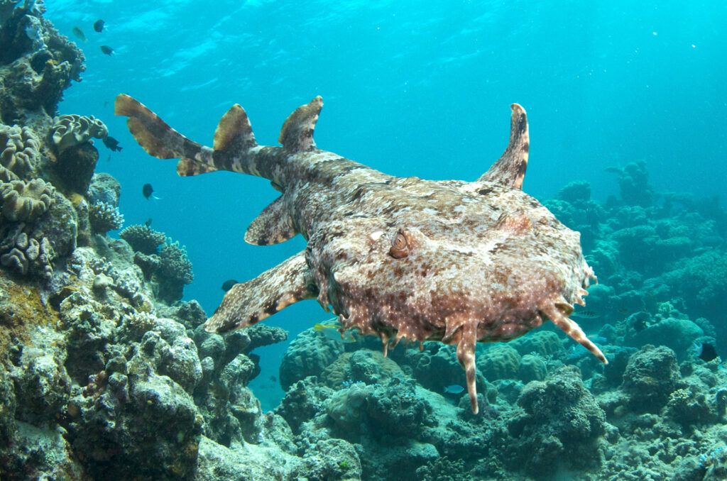 Wobbegong Shark, Great Barrier Reef