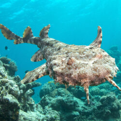 Wobbegong Shark, Great Barrier Reef