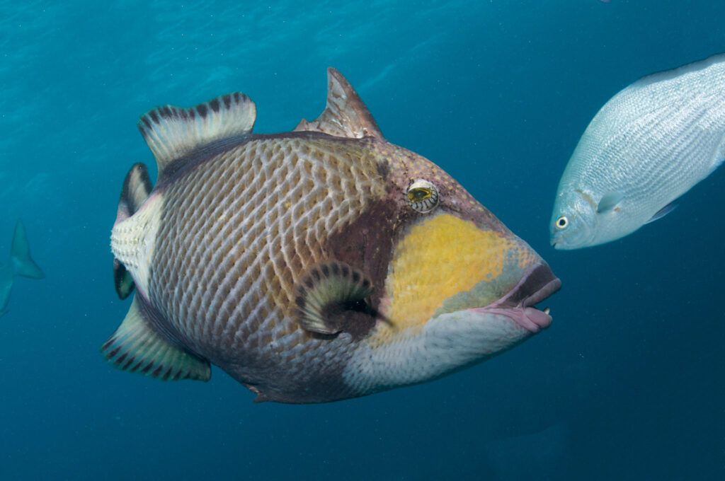 Titan Triggerfish, Great Barrier Reef