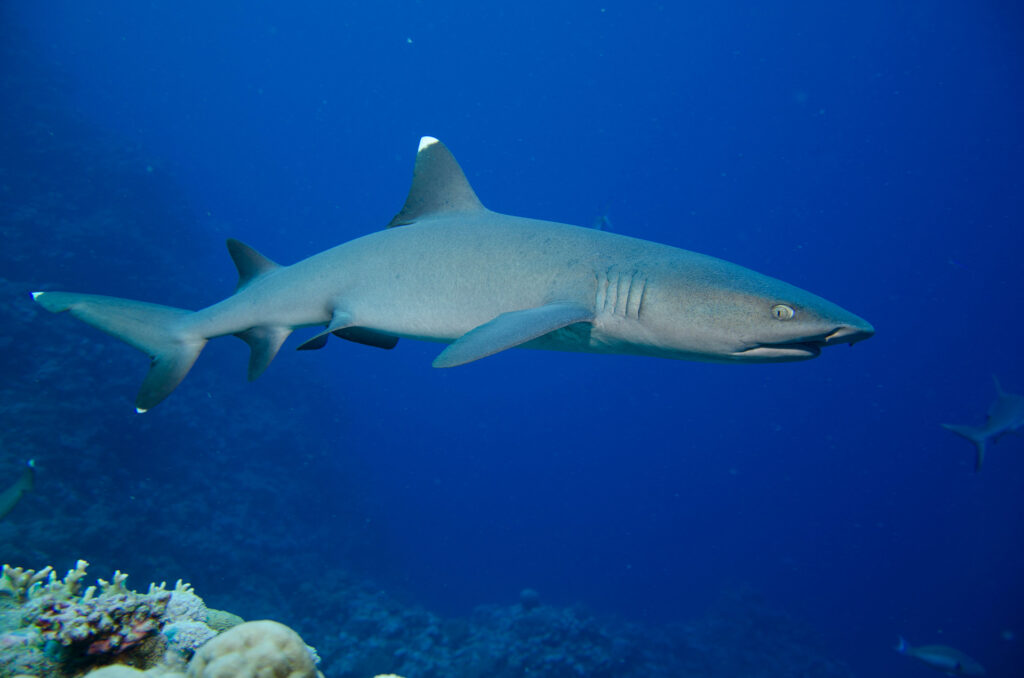 White Tipped Reef Shark, Great Barrier Reef