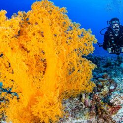 Ribbon Reefs Diving