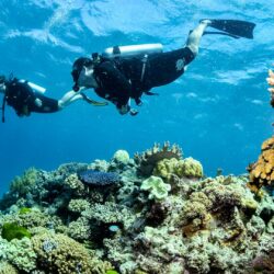 Great Barrier Reef Survey