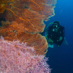 Soft Coral Wall, Great Barrier Reef scuba diving