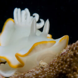 Night diving on the Great Barrier Reef - Nudibranch