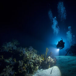 Great Barrier Reef Night Divers